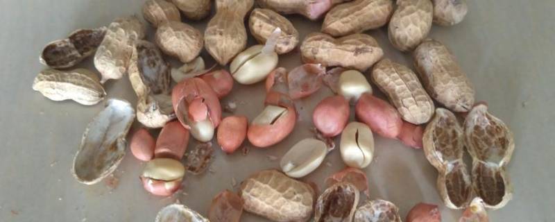 盐可以代替沙子炒花生吗（沙子炒花生的功效与作用）