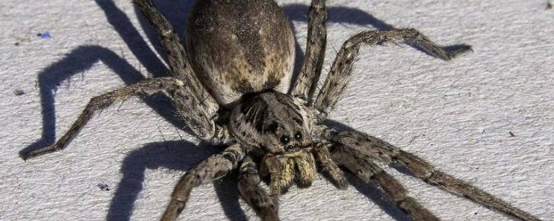 八条腿的动物有哪些（两条腿的动物有哪些）