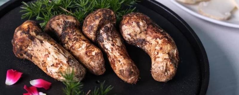 松茸生长在什么地方（松茸生长在什么地方东北）