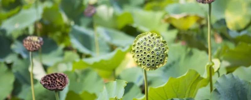 送人莲蓬的寓意是什么（送爱人莲蓬花的寓意是什么）