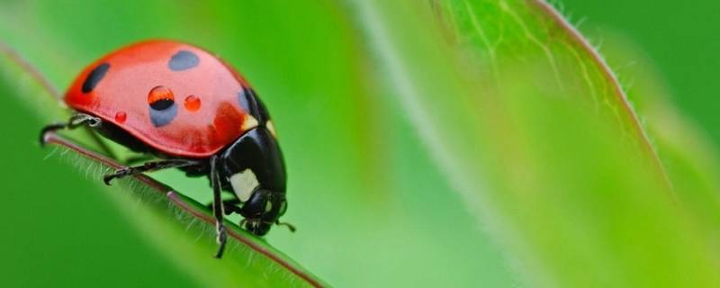 昆虫记有什么昆虫 昆虫记有什么昆虫m