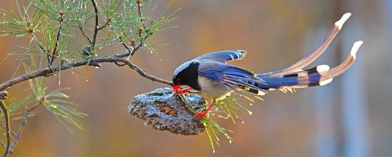 保护鸟的宣传标语有哪些 关于保护鸟的宣传语有哪些?