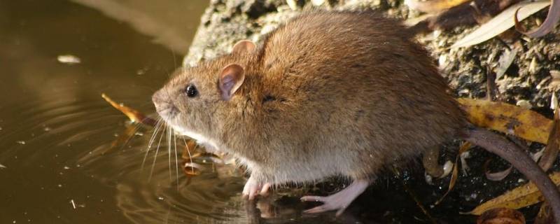 学生宿舍怎么驱赶老鼠 宿舍如何驱老鼠