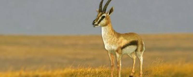 羚羊是几级保护动物 国家一二三级保护动物名单