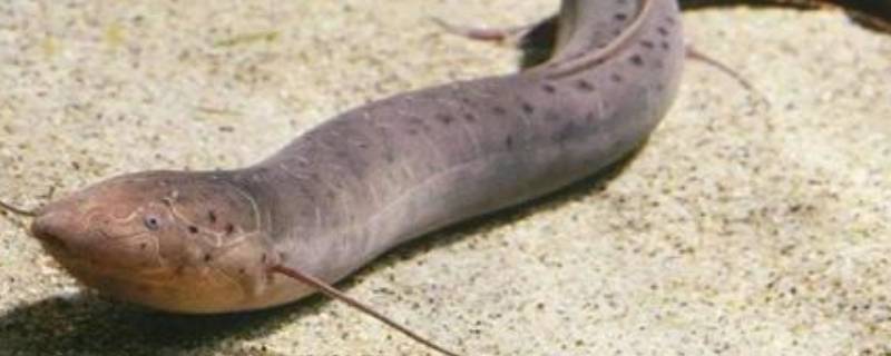 夏眠的动物有哪些10个 夏眠的小动物有哪些