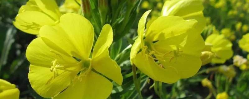 什么蔬菜含黄花草油酸（什么蔬菜含黄花草油酸多）