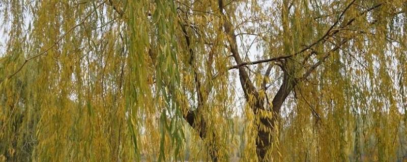 金丝柳柳是什么 金丝柳柳是什么珠宝