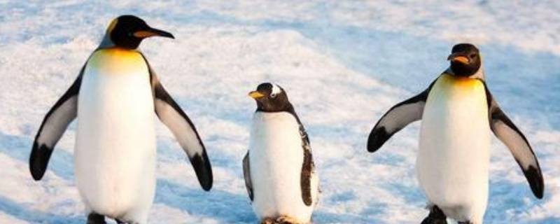 冬天不出来活动的动物有哪些 冬天不出门的动物有哪些