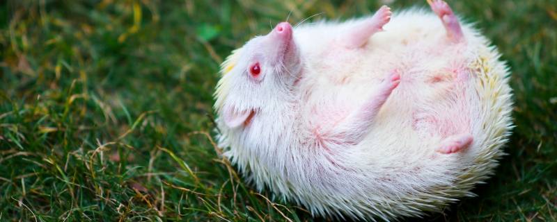 刺猬的刺有什么作用（刺猬放生三大禁忌）