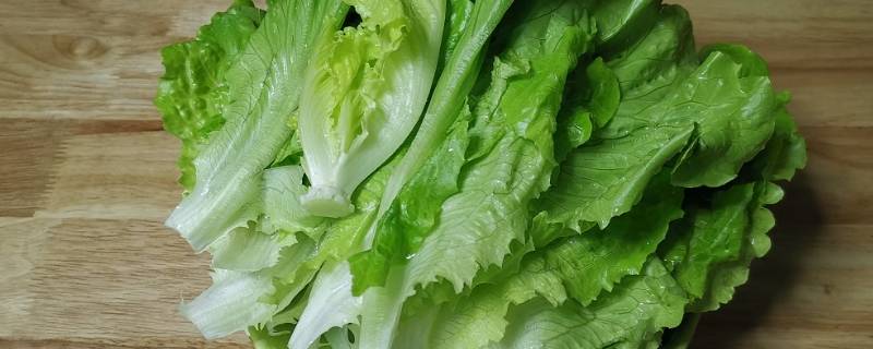 生菜种子需要泡水吗 生菜最快催芽方法