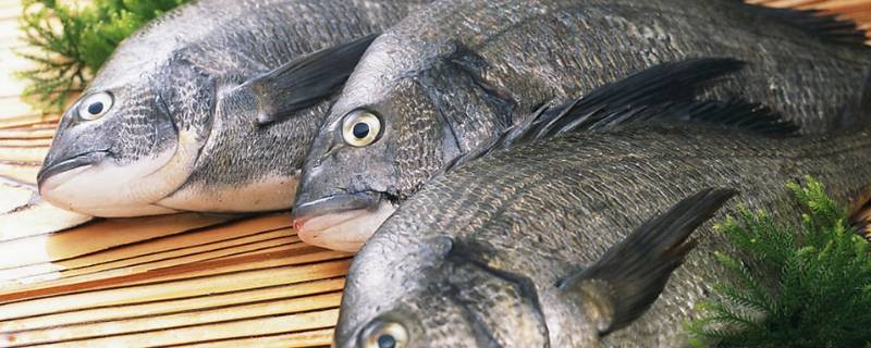 鱼线怎么去除（鲤鱼鱼线怎么去除）