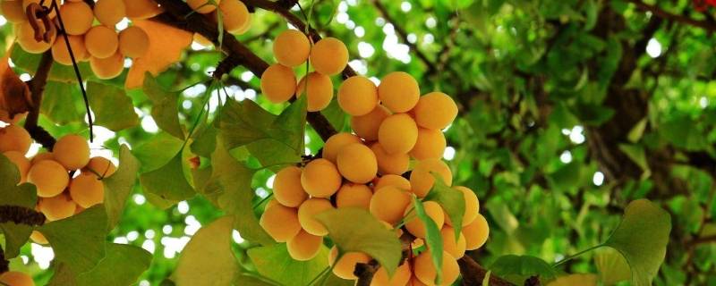 中国的国树 中国的国树象征着什么