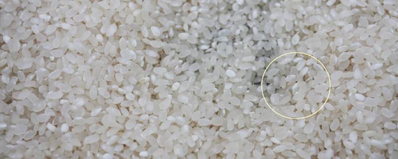 大米里白色的虫子是蛆吗(大米里白色的虫子是蛆吗)