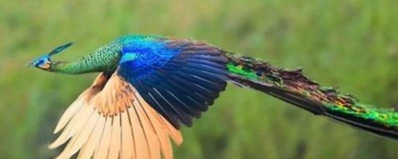 鸟中皇后什么鸟（鸟中皇后是什么鸟?）