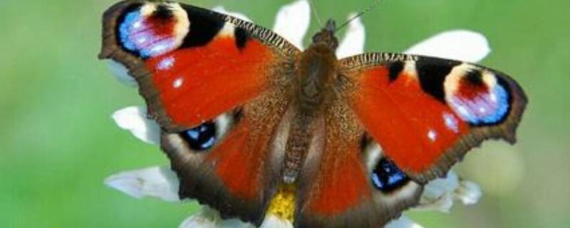 大孔雀蝶的外形特点和生活特征 大孔雀蝶的外形特点和生活特征是什么