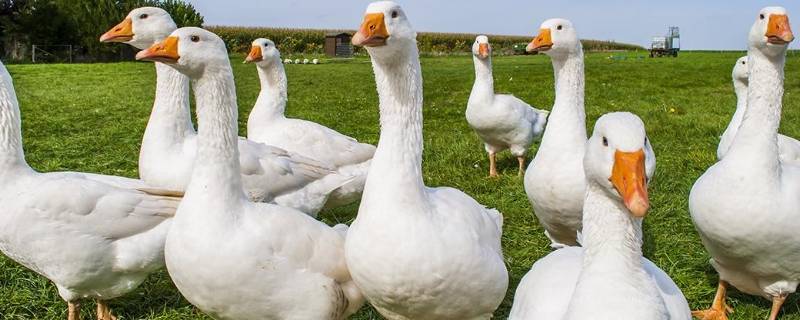 生蛋的是什么类动物（生蛋的是什么类动物有哪些）