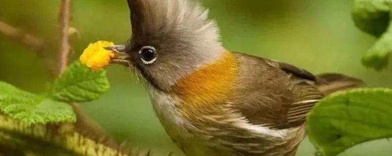 释槐鸟是什么鸟（蓝桉已遇释槐鸟,不爱万物唯爱你）