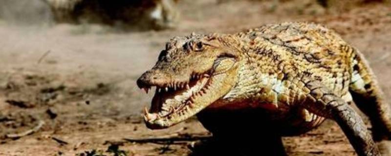 鳄鱼冬眠吗(鳄鱼冬眠吗冬天冬眠吗)