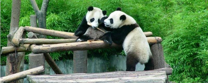 卧龙自然保护区保护什么动物(卧龙自然保护区保护的是哪种野生动物)