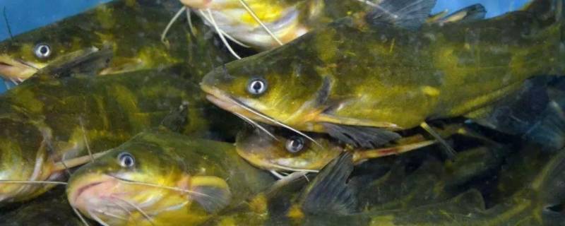 昂公鱼的学名(昂公鱼是什么鱼)