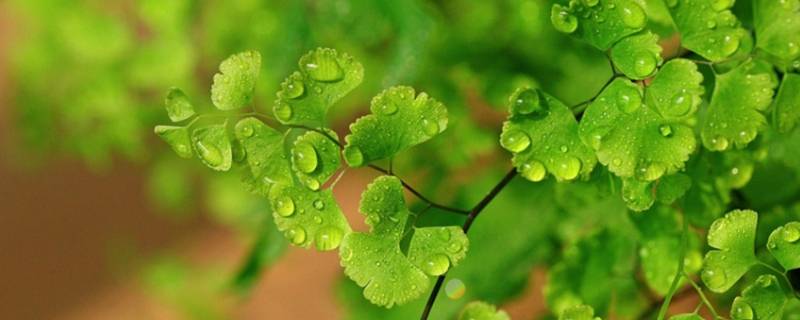 植物是可再生能源吗 植物属于再生能源吗