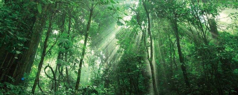 尾巴植物学家称它为 热带雨林尾巴植物学家称它为