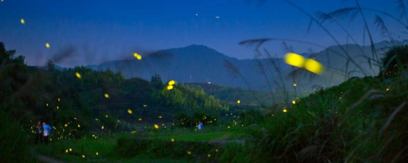 夏天的夜晚有什么动物（夏天的夜晚有什么动物出没）
