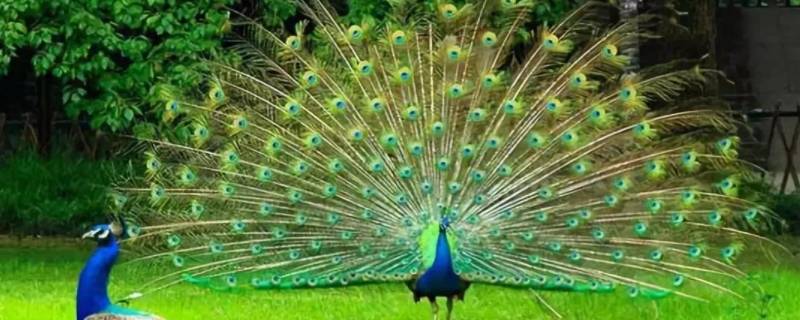 孔雀寓意什么意思 白色孔雀寓意什么意思