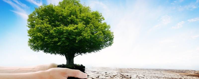 保护树木的宣传语 保护树木的宣传语简短