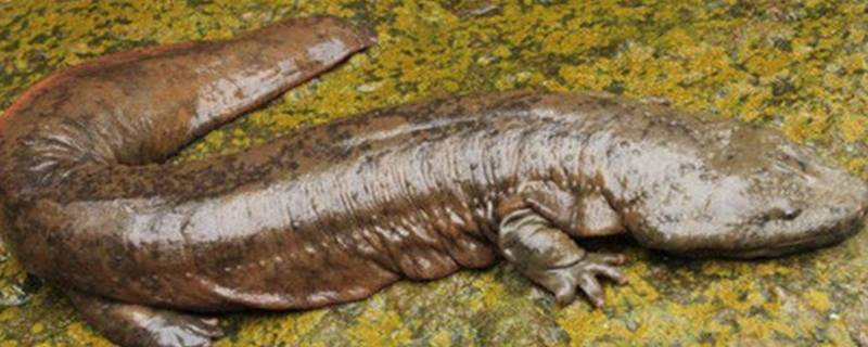 娃娃鱼会不会被水淹死 娃娃鱼会被水淹死吗?