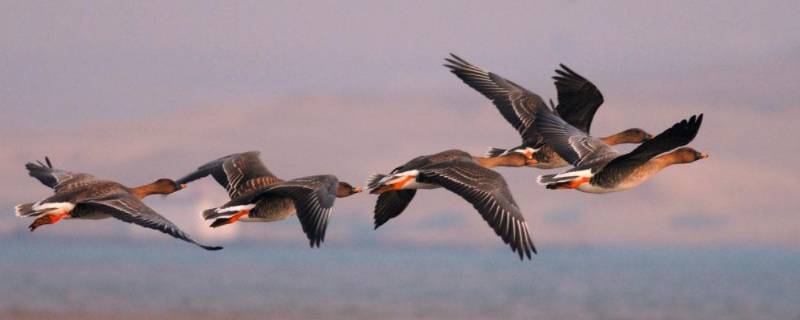 大雁象征什么 致橡树大雁象征什么