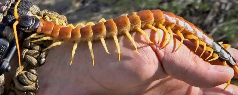 家里有蜈蚣怎么办能除根 家里有蜈蚣怎么办能除根 蜈蚣怕什么