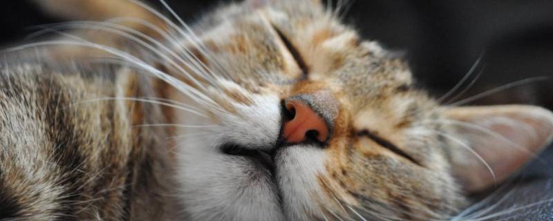 犬科和猫科的区别（狮子是猫科还是犬科）