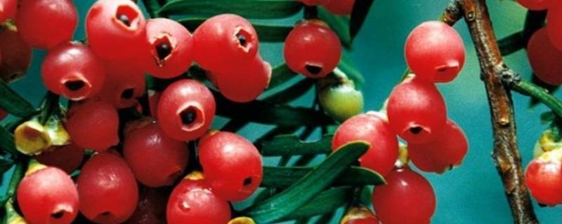 红豆杉果子有毒性吗(红豆杉果子有毒性吗能吃吗)