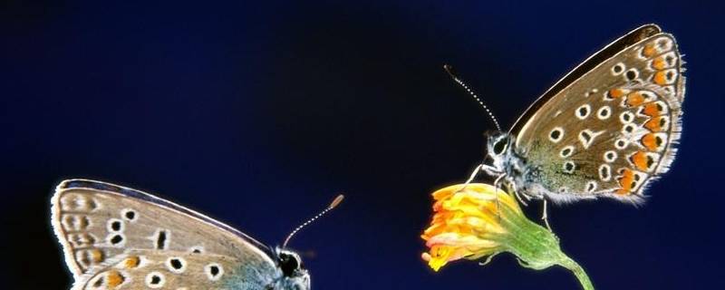 什么动物小时候和长大后名字不一样 什么动物小时候和长大以后名字不一样