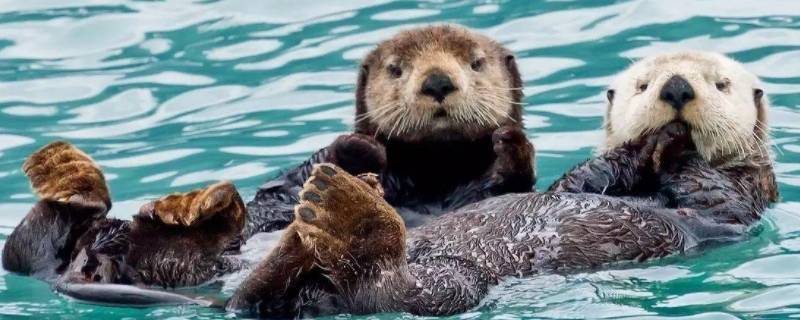 会揉脸脸的萌物是什么动物 会揉脸脸的萌物是什么动物图片