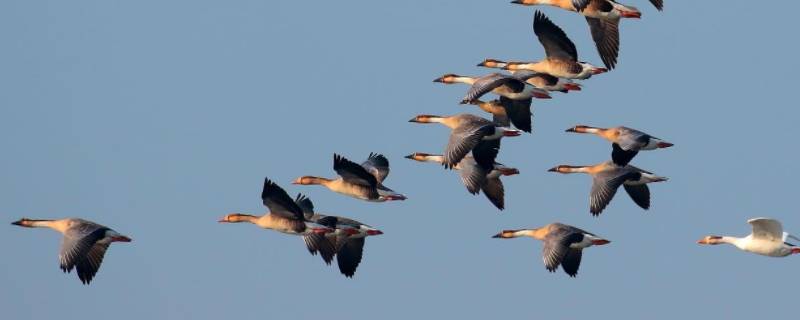 大雁北飞是什么季节 大雁北飞是什么季节来了