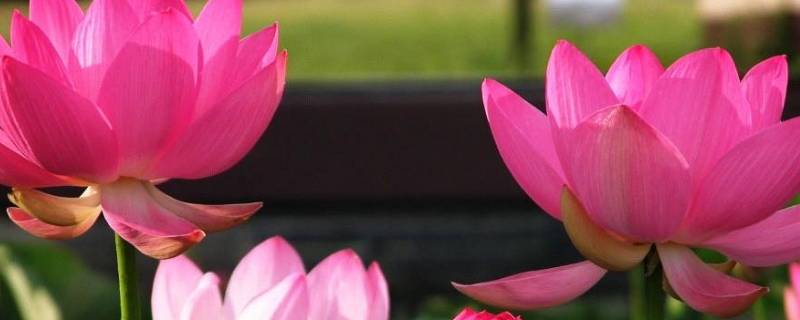 荷花的象征意义和精神 荷花的象征意义和精神的作文三百字