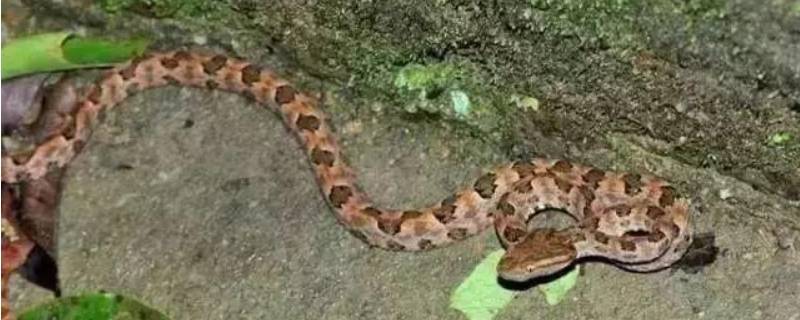 冬眠中的蛇有攻击性吗（冬眠的蛇有毒吗）