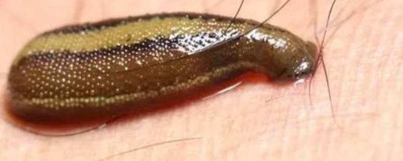 蚂蟥一般生长在哪里 蚂蟥的生长周期是多长时间