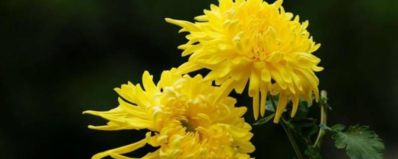 菊花是哪个国家皇室和贵族的花（菊花是哪个国家皇室和贵族的花）