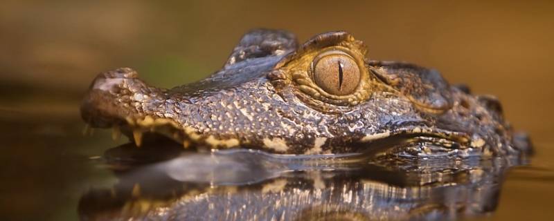 鳄鱼冬眠不?（鳄鱼冬眠吗冬天冬眠吗）