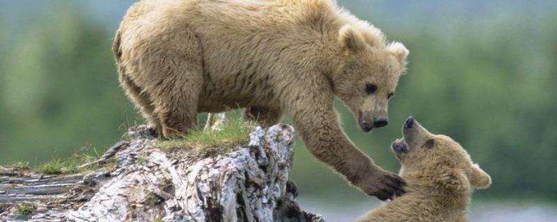 熊的尾巴有什么用处 写出十种小动物尾巴的用处