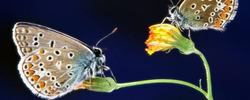 蝴蝶有几只翅膀 10个最吓人的蝴蝶照片