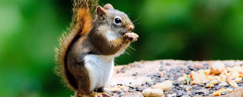 松鼠是跳的还是爬的（松鼠是爬树还是跳来跳去）