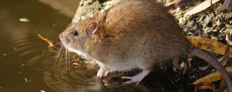 不见天日打一动物 不见天日打一动物不止生肖