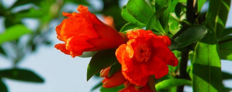 西安的市花是什么名字（西安市花为什么是石榴花）