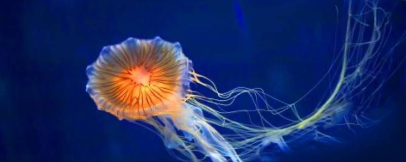 什么动物打开什么像把伞 什么动物打开尾巴像把大扇子