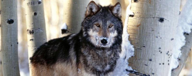 狼怕什么动物呢 狼怕什么动物呢图片