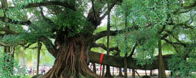 鸟的天堂榕树有多大（鸟的天堂榕树占地面积）